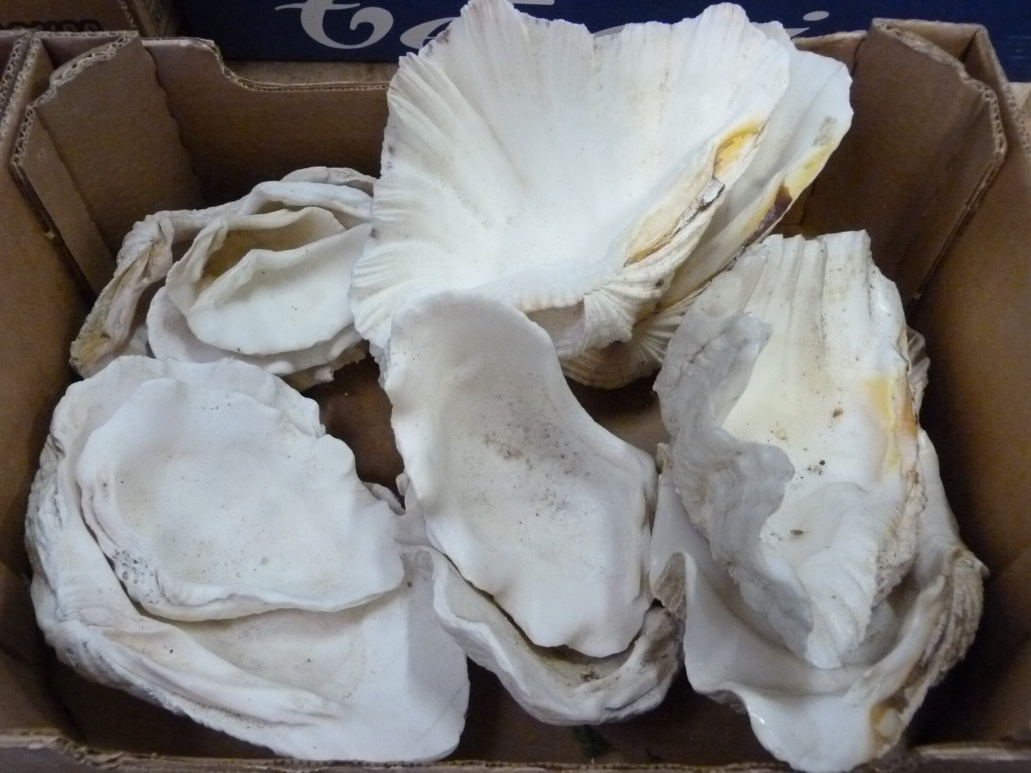 Lot 119