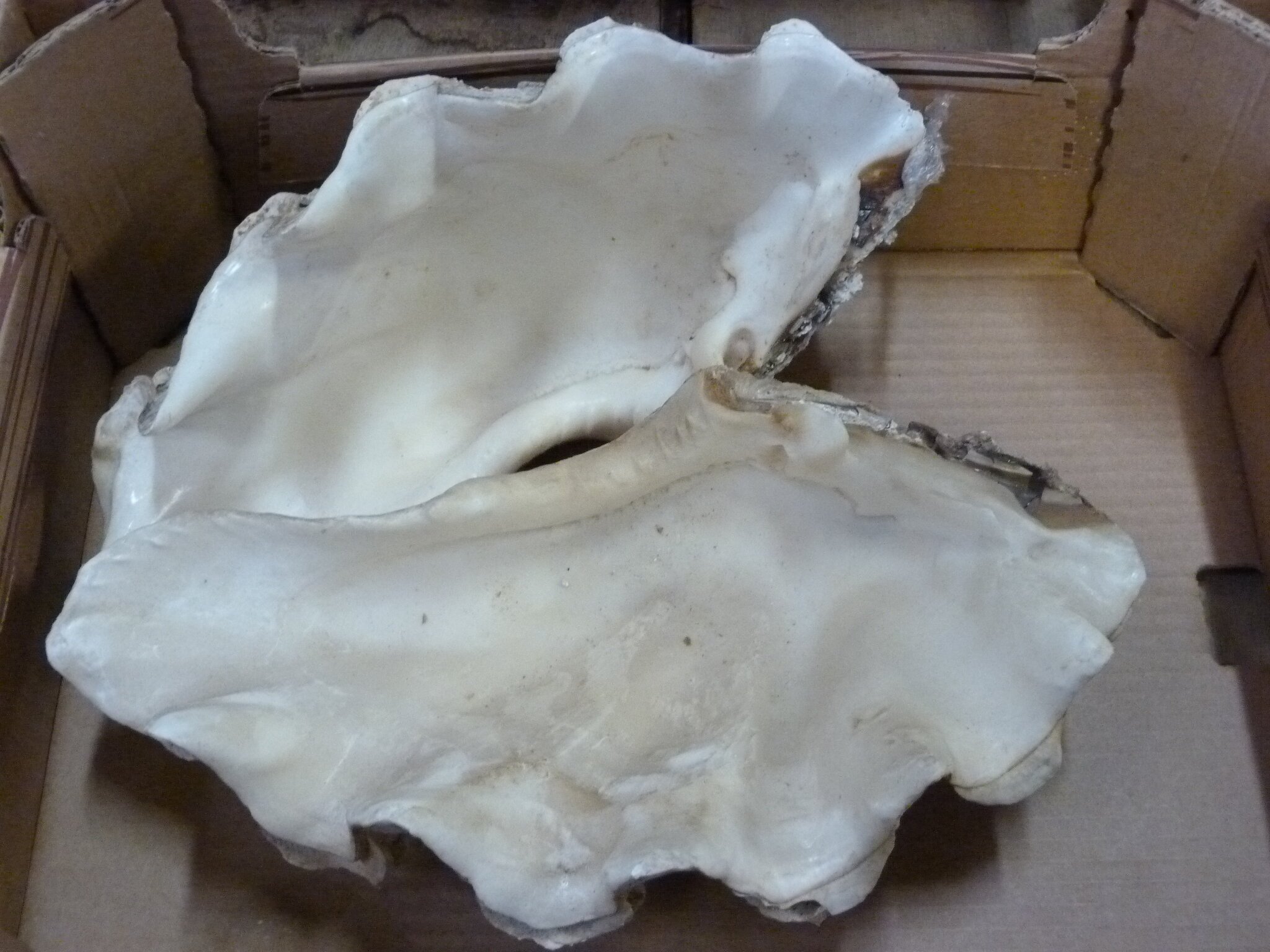 Lot 121